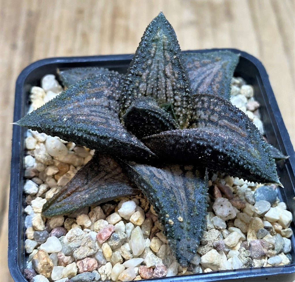 SHPR42803 Haworthia 'Kintaikyo'