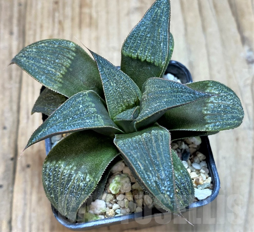 SHPR42804 Haworthia badia hybrid