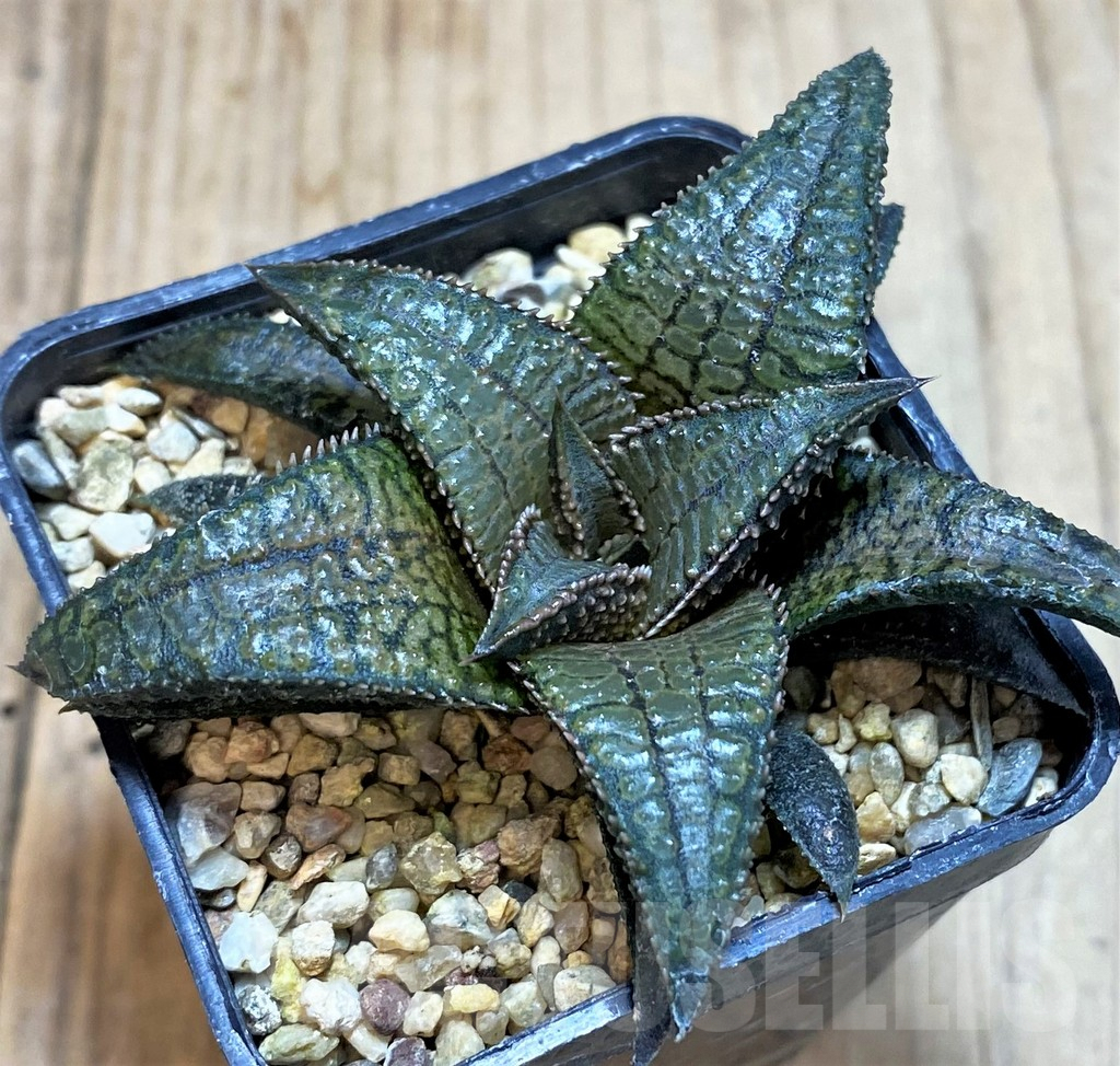 SHPR42805 Haworthia koelmaniorum ‘Dragon King’