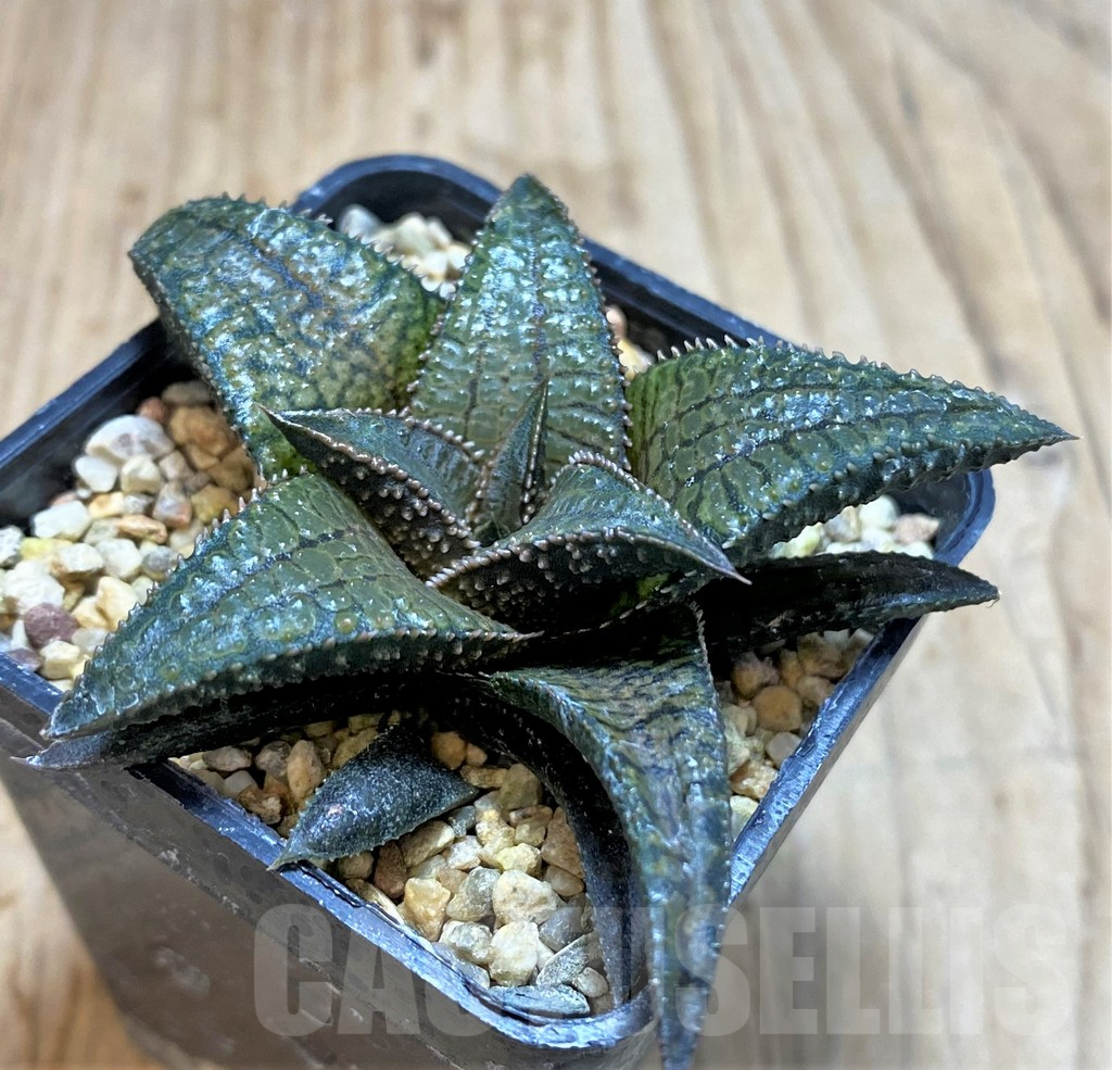 SHPR42805 Haworthia koelmaniorum ‘Dragon King’ - 画像 (2)