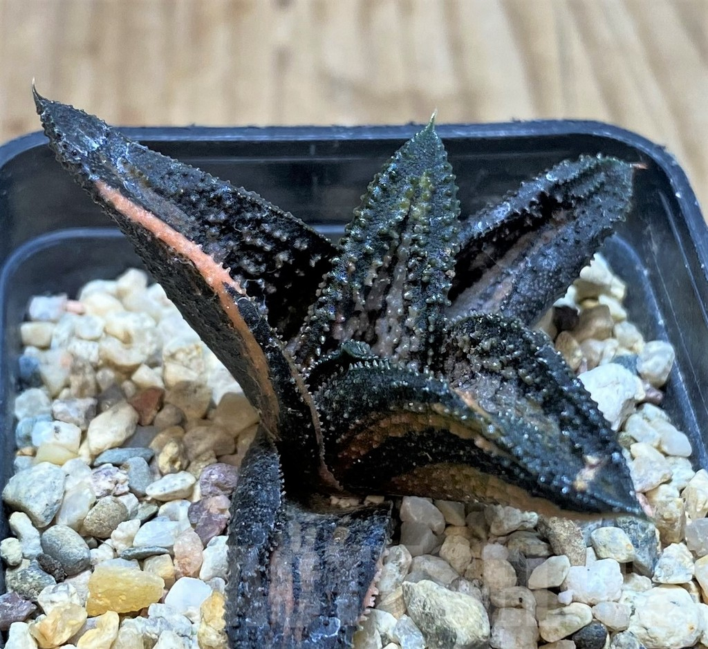 SHPR42806 Haworthia 'Kintaikyo' f. variegata
