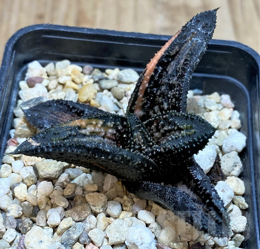 SHPR42806 Haworthia 'Kintaikyo' f. variegata - 画像 (2)