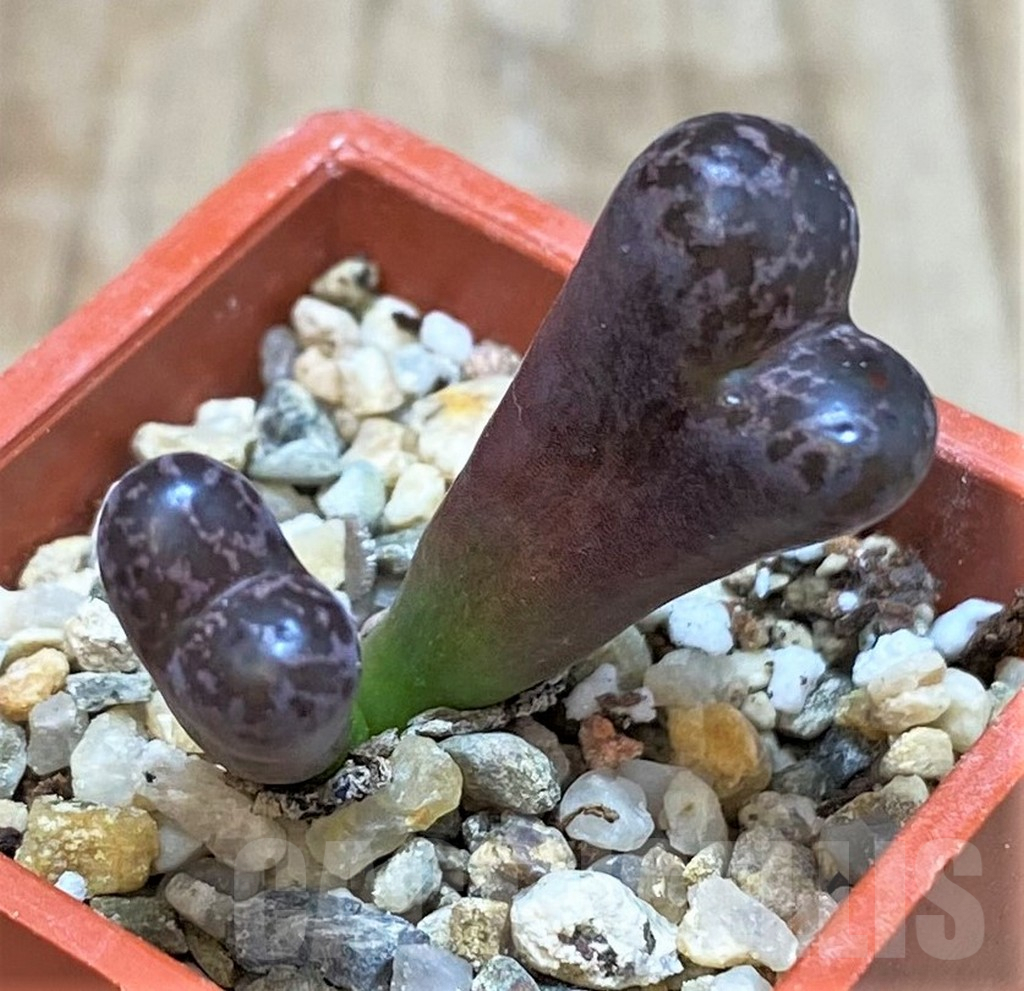 SHPR42807 Conophytum pellucidum ‘Makins Plum’ - 画像 (2)