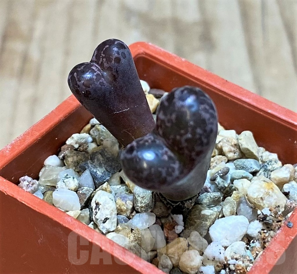 SHPR42807 Conophytum pellucidum ‘Makins Plum’