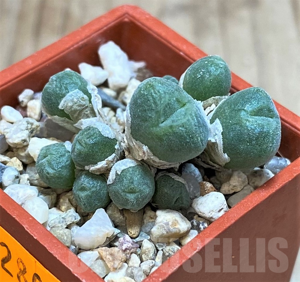 SHPR42808 Conophytum hians - Obrázek 2