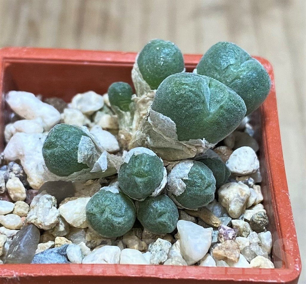 SHPR42808 Conophytum hians