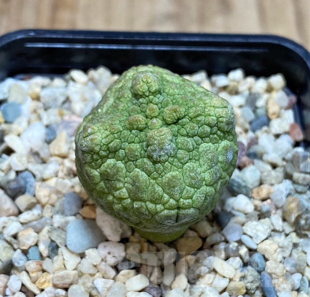 SHPR42810 Pseudolithos cubiformis - immagine 2