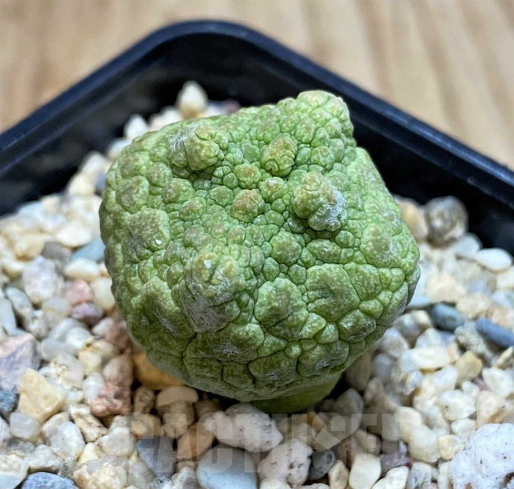 SHPR42810 Pseudolithos cubiformis