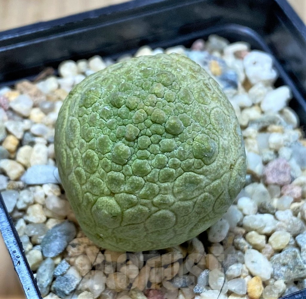 SHPR42811 Pseudolithos cubiformis - immagine 2