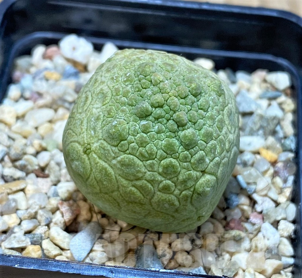 SHPR42811 Pseudolithos cubiformis