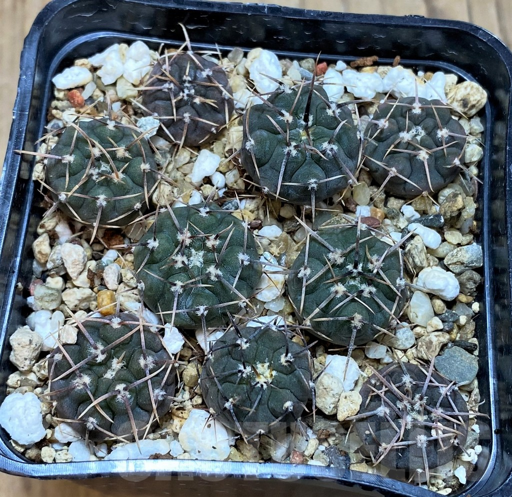 SHPR42812 Gymnocalycium vatteri clon 3, 9 plants - Image 3