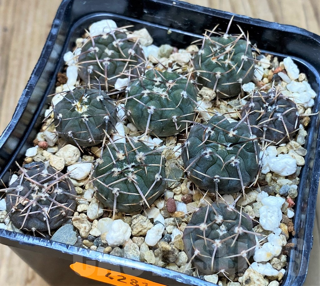 SHPR42812 Gymnocalycium vatteri clon 3, 9 plants - Image 2