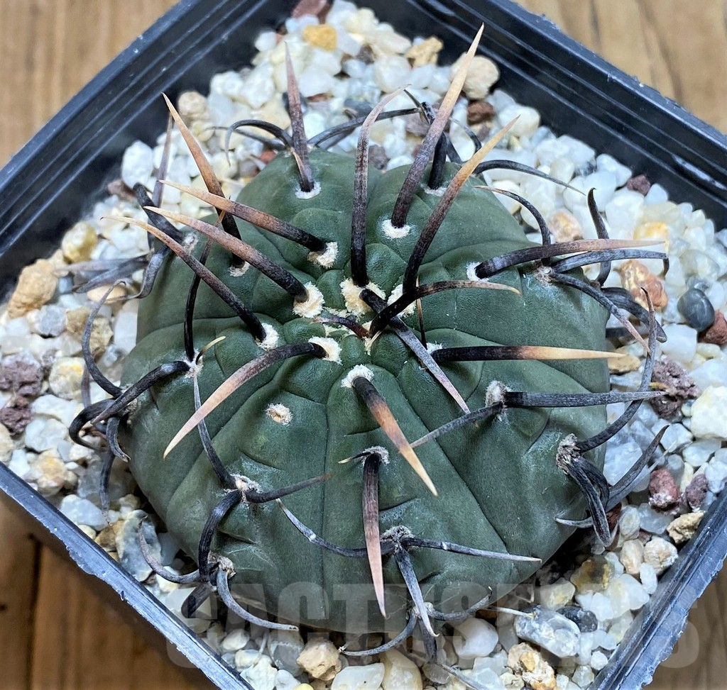 SHPR42812 Gymnocalycium vatteri clon 3, 9 plants