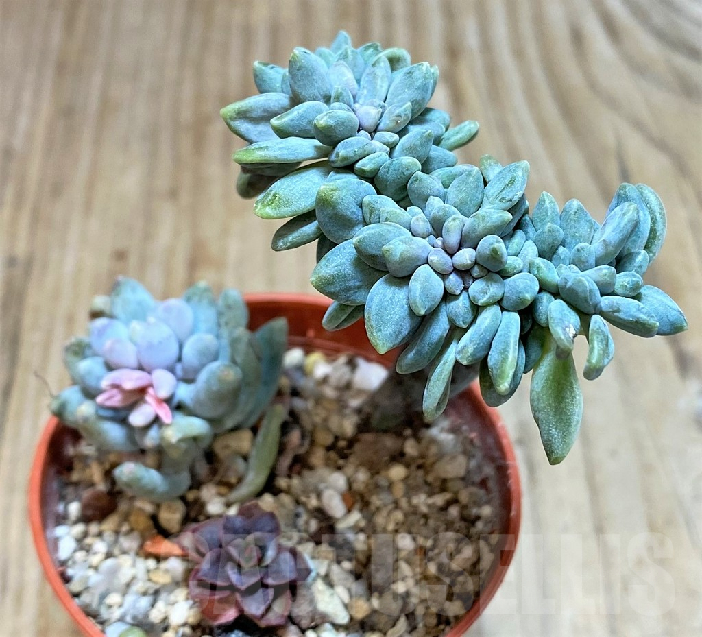 SHPR42813 Succulent mix