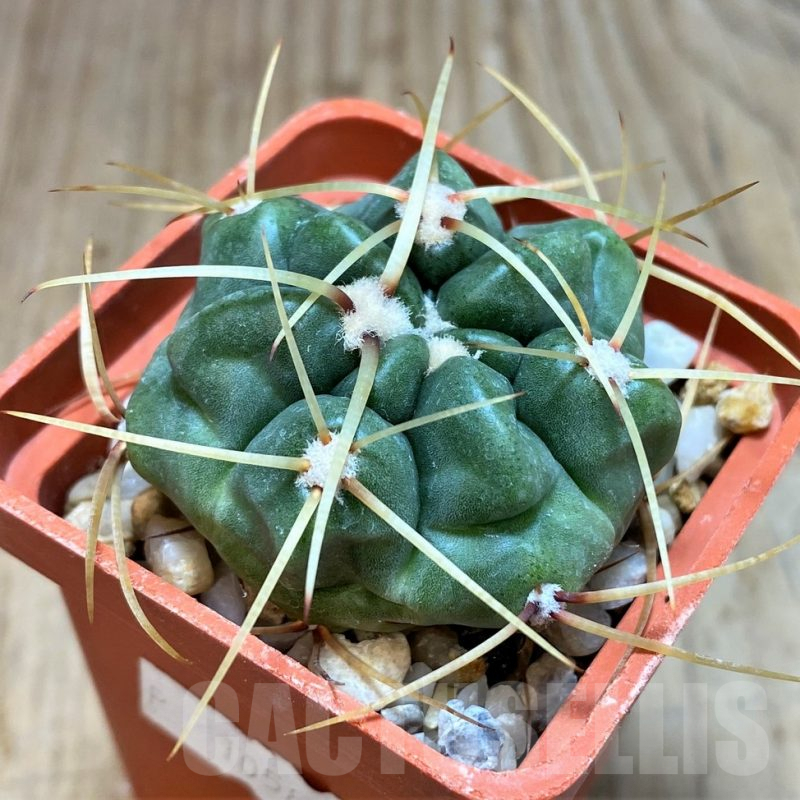 SH187 Gymnocalycium monvillei v. steineri