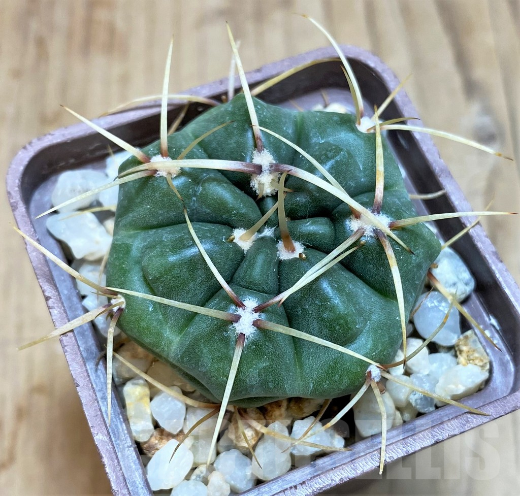 SH188 Gymnocalycium monvillei v. steineri - Image 2