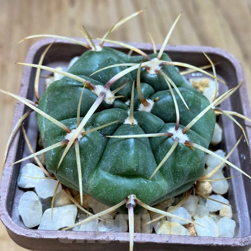SH188 Gymnocalycium monvillei v. steineri