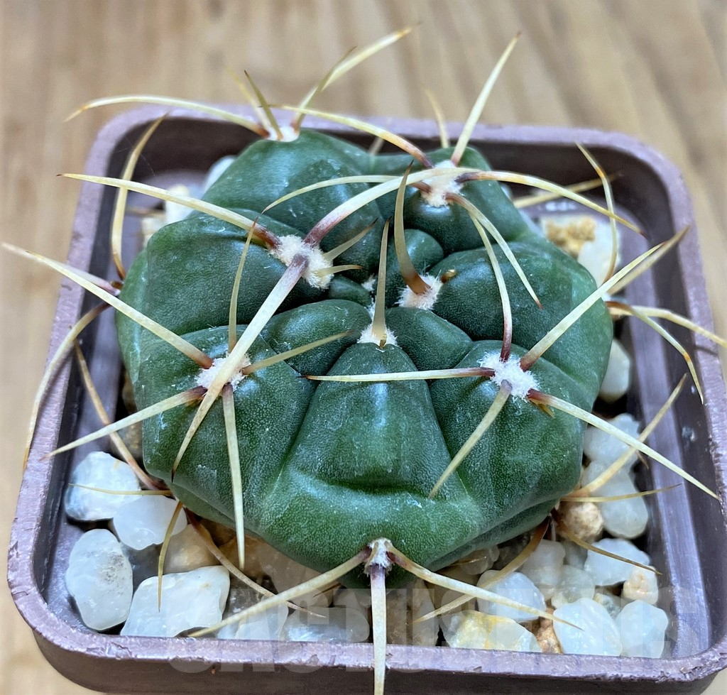 SH188 Gymnocalycium monvillei v. steineri
