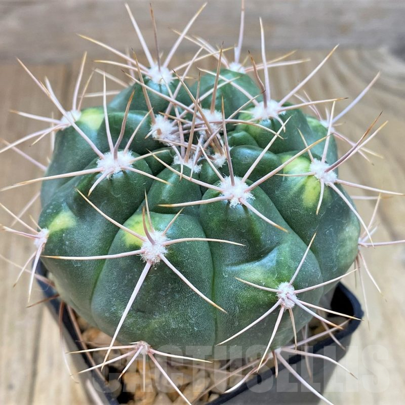 SH127 Gymnocalycium valnicekianum f. variegata