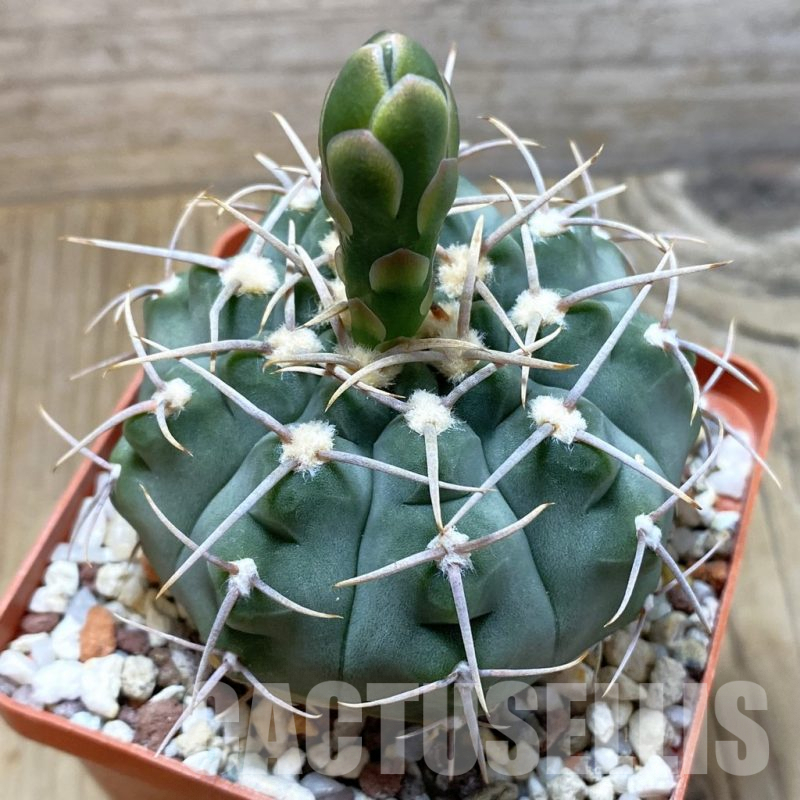 SH4143 Gymnocalycium vatteri VG 296