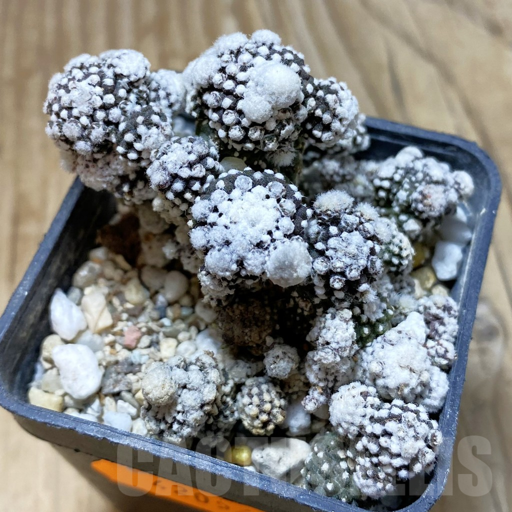 SH4374 Copiapoa tenuissima f. monstrosa