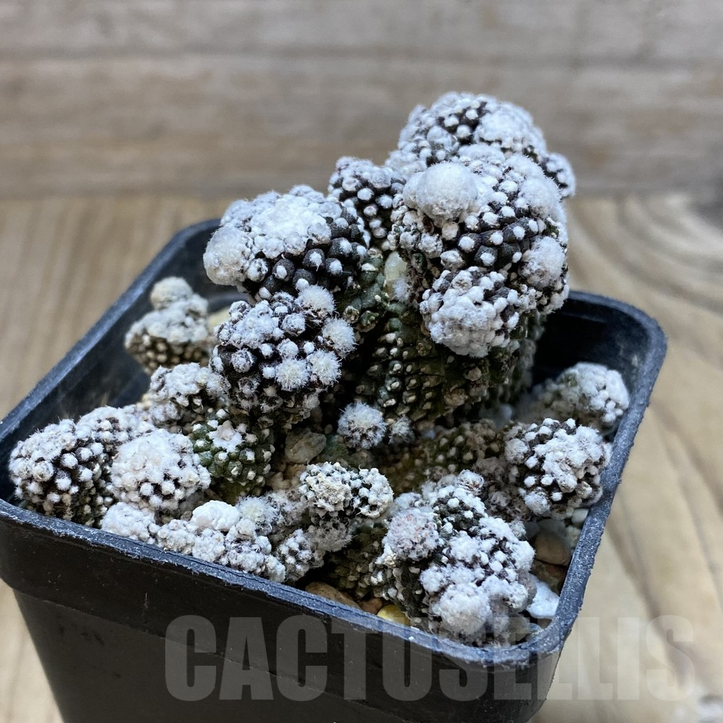 SH4374 Copiapoa tenuissima f. monstrosa - Image 2