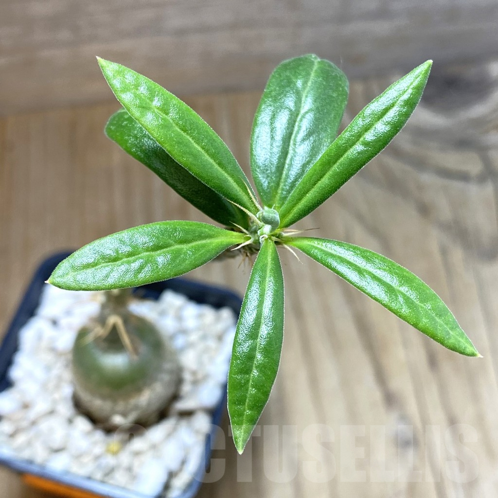 SH4574 Pachypodium succulentum