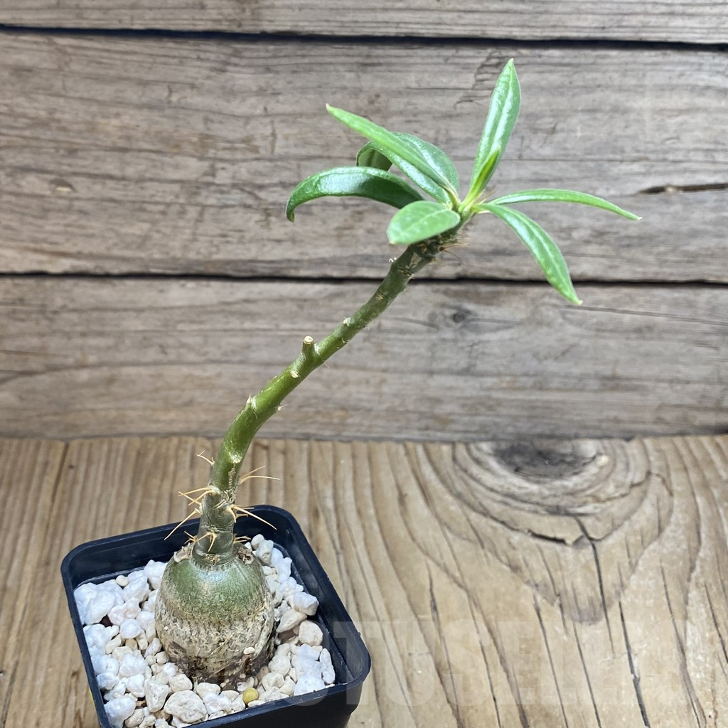 SH4574 Pachypodium succulentum - Image 2