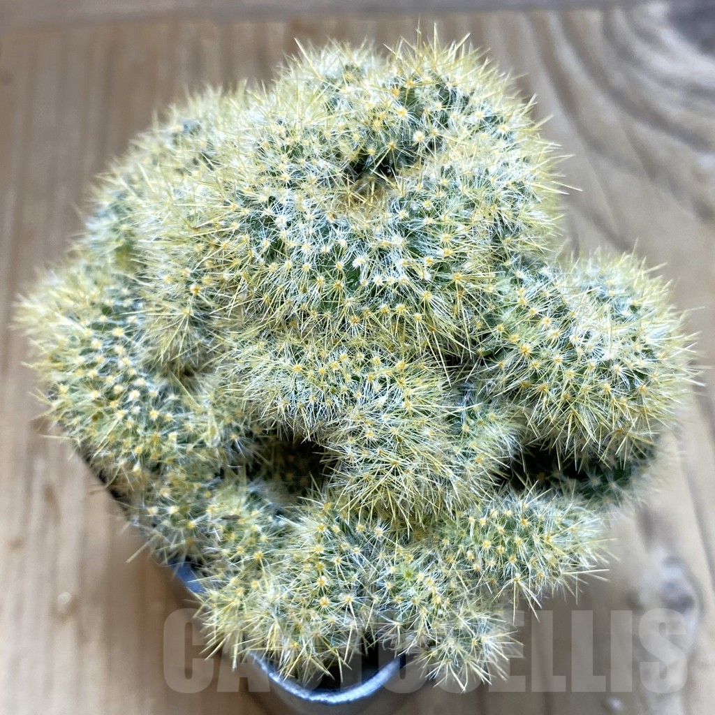 SH4627 Mammillaria prolifera f. cristata