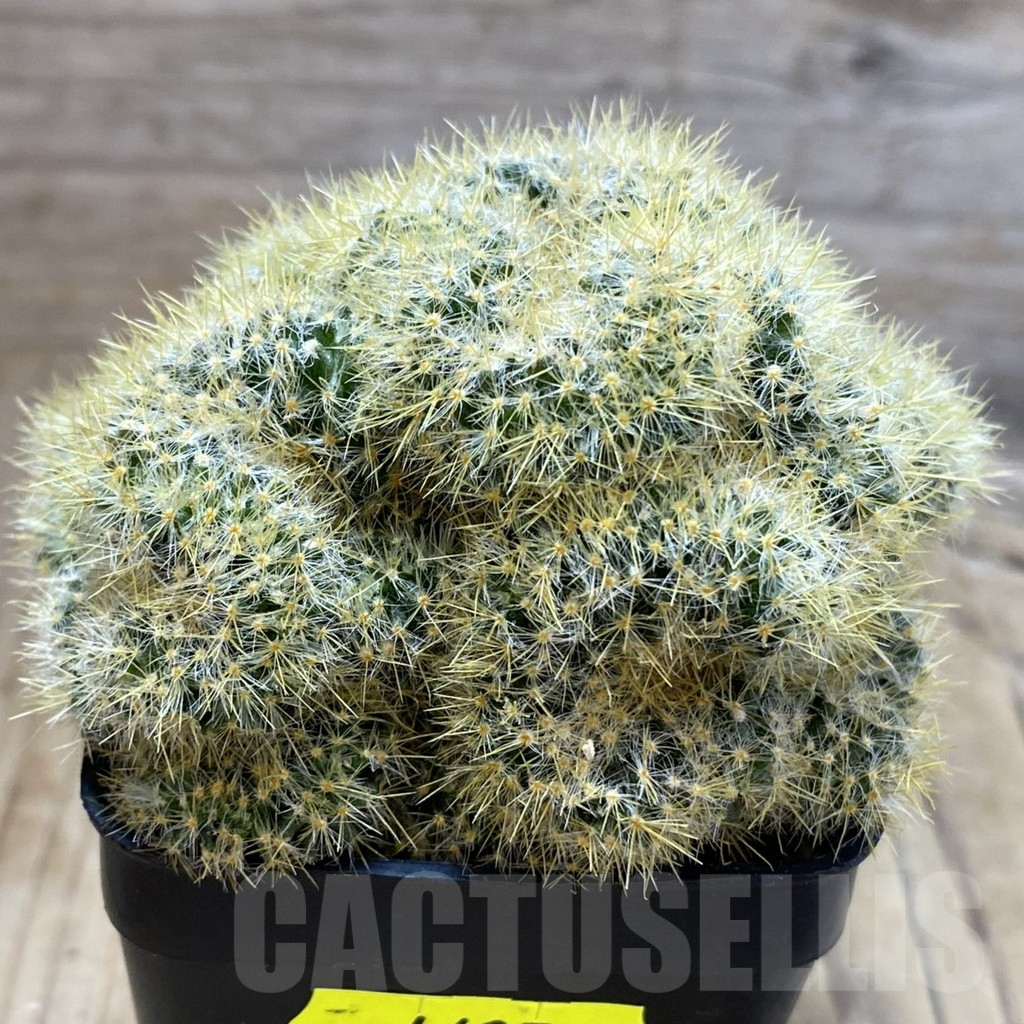 SH4627 Mammillaria prolifera f. cristata - Imagen 2