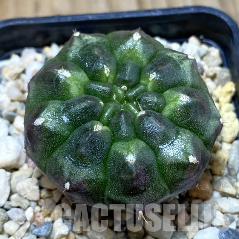 SH4747 Gymnocalycium mihanovichii ‘Day Dream’, seedling