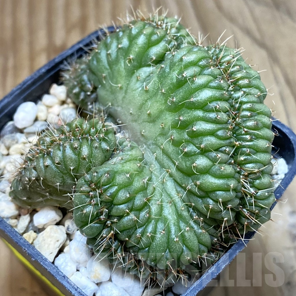 SH4751 Gymnocalycium sp. f cristata