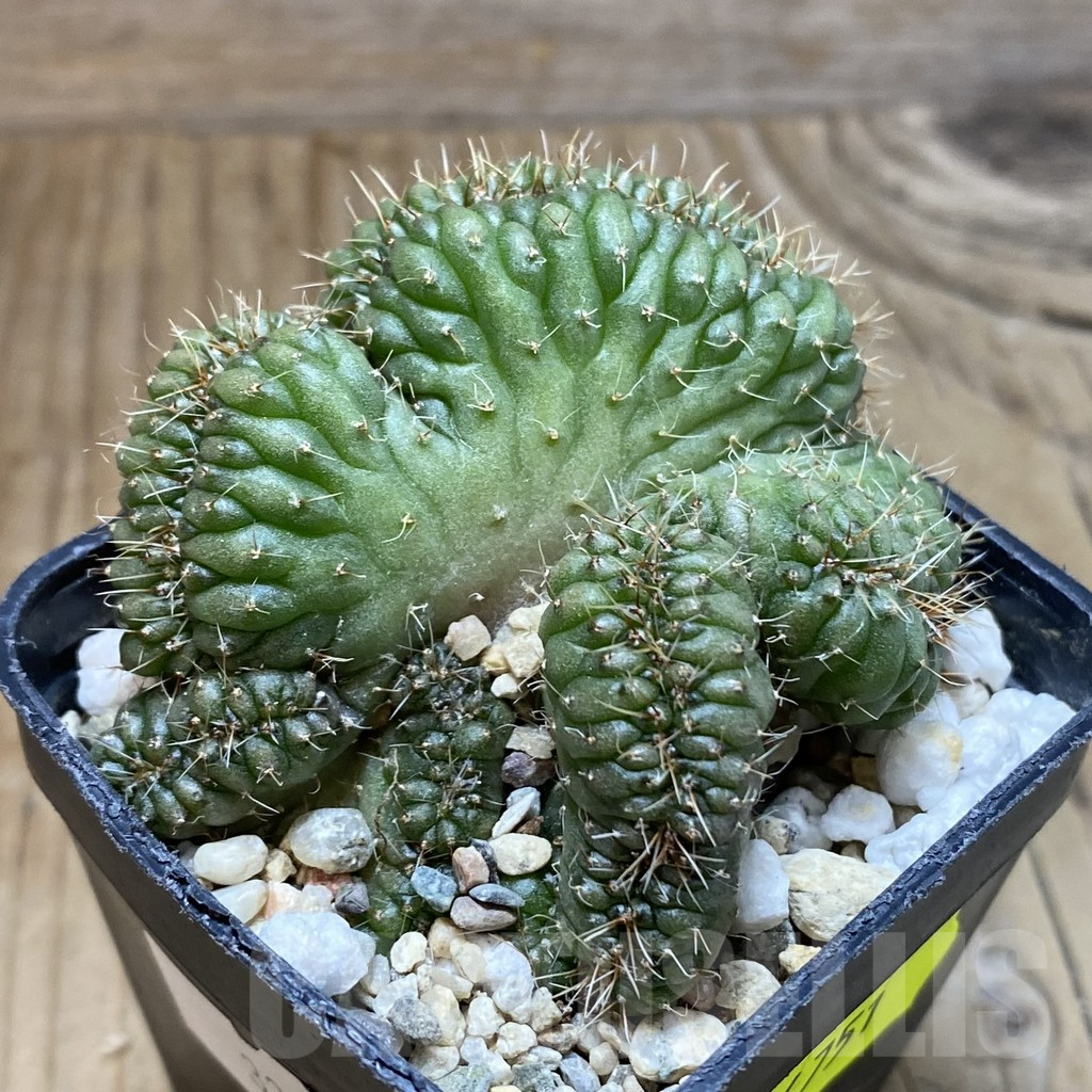 SH4751 Gymnocalycium sp. f cristata - Image 2
