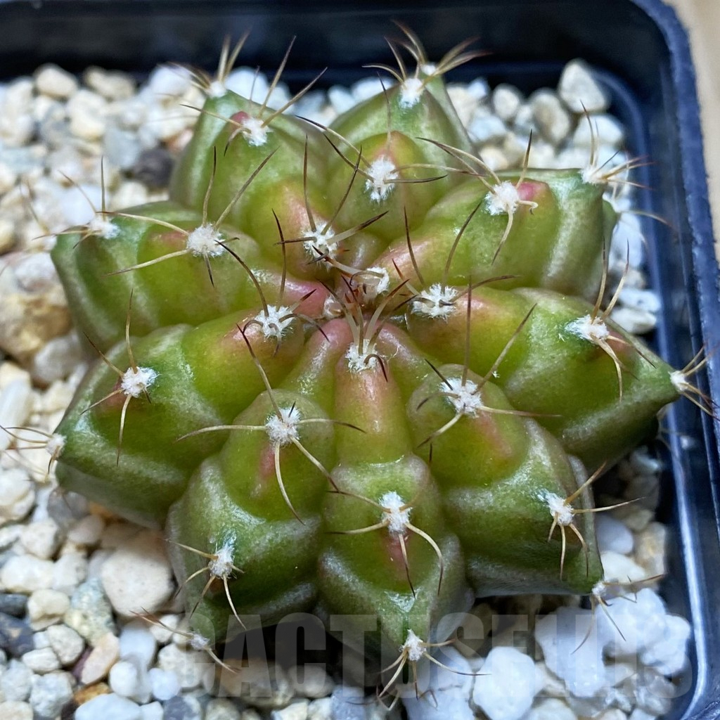 SH4760 Gymnocalycium mihanovichii ‘Neon’ hybrid, seedling