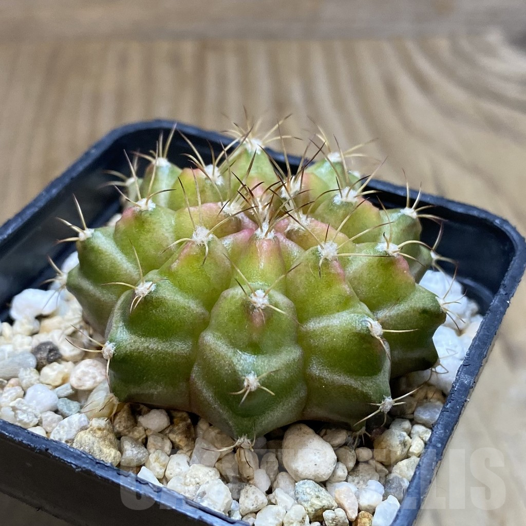 SH4760 Gymnocalycium mihanovichii ‘Neon’ hybrid, seedling - Image 2