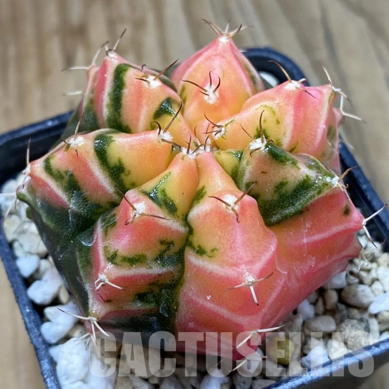SH4764 Gymnocalycium damsii f.variegata, seedling