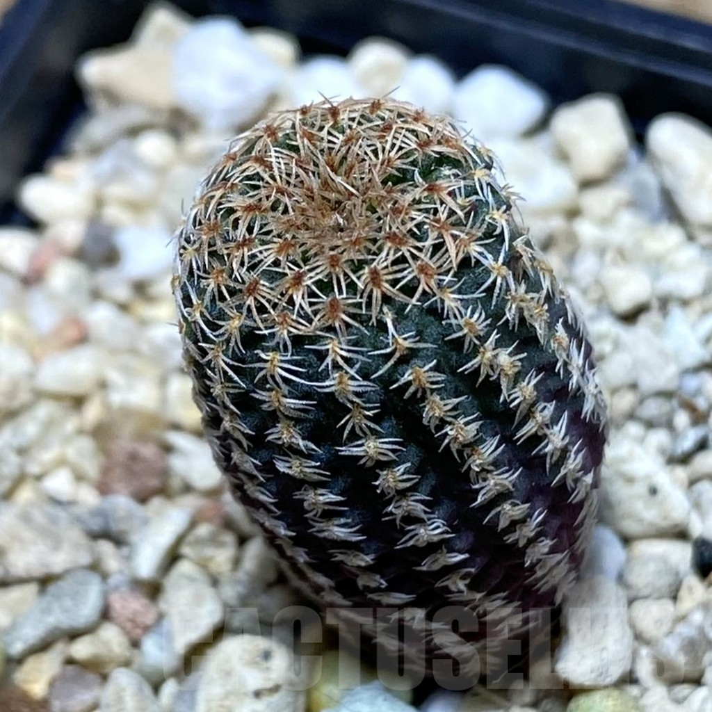 SH5027 Frailea pumila