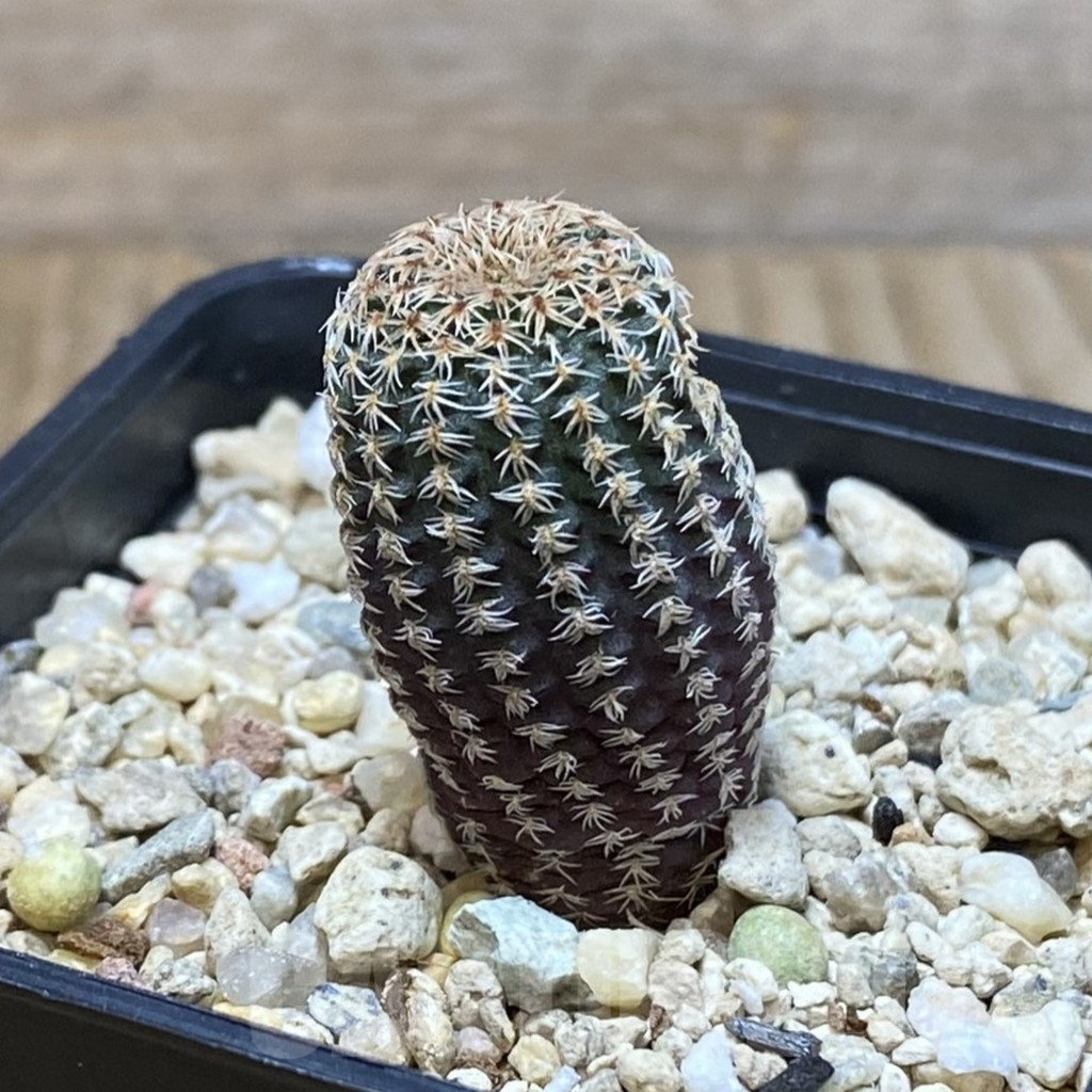 SH5027 Frailea pumila - Image 2