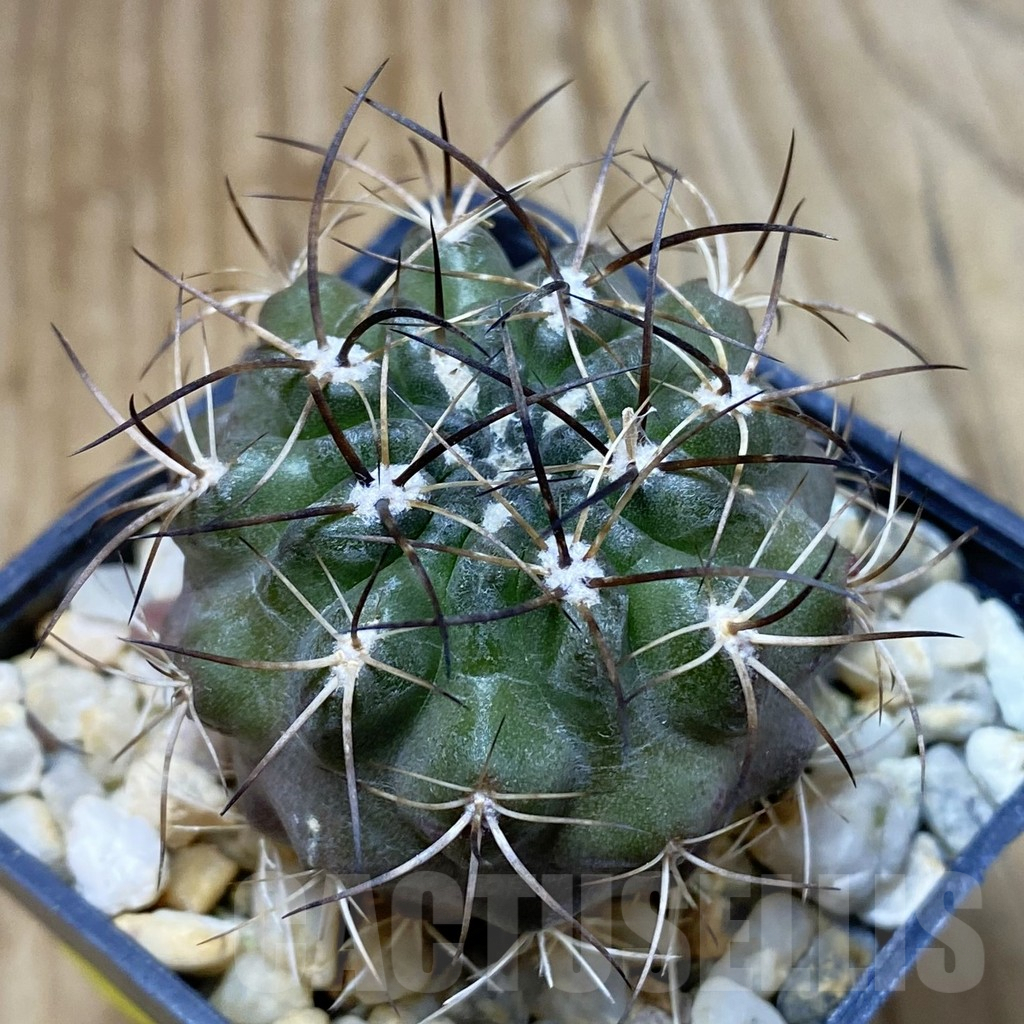 SH5040 Neochilenia aff. carrizalensis