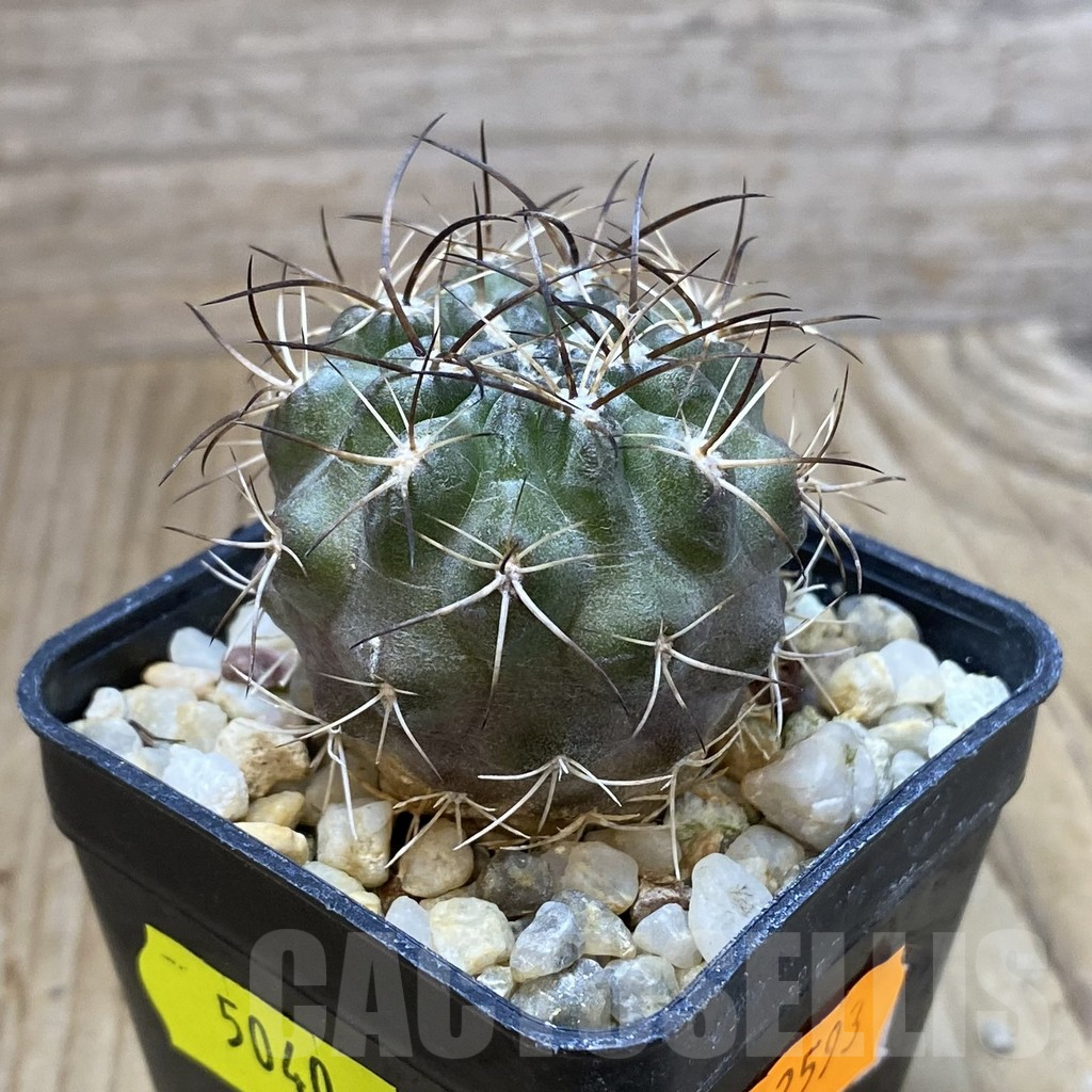 SH5040 Neochilenia aff. carrizalensis - immagine 2