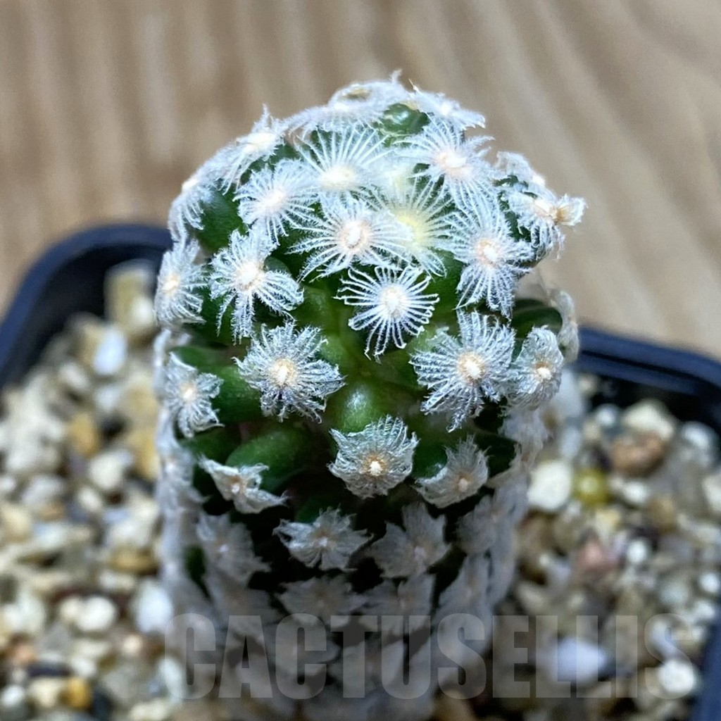 SH5185 Mammillaria theresae