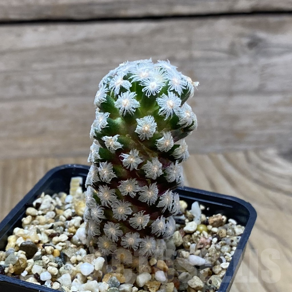 SH5185 Mammillaria theresae - immagine 2