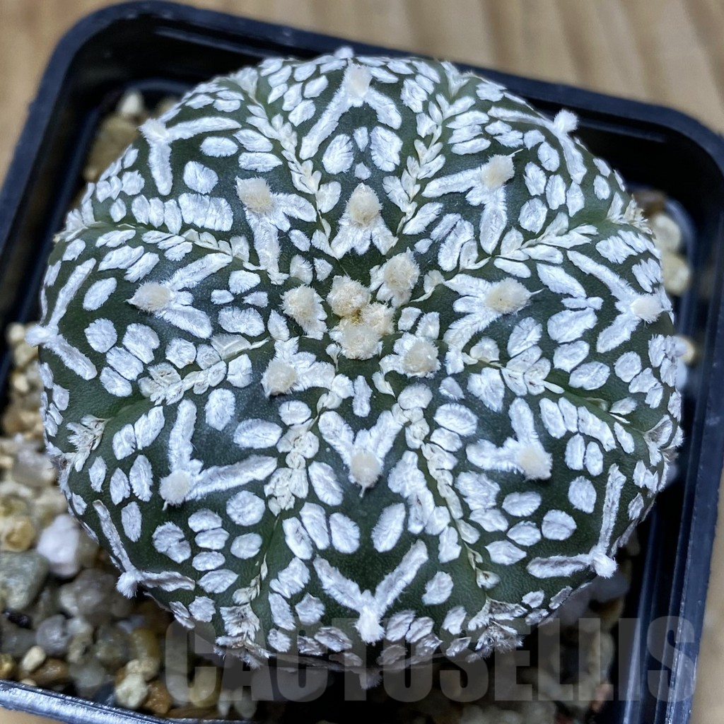 SH5207 Astrophytum asterias ‘Super Kabuto’ V-type