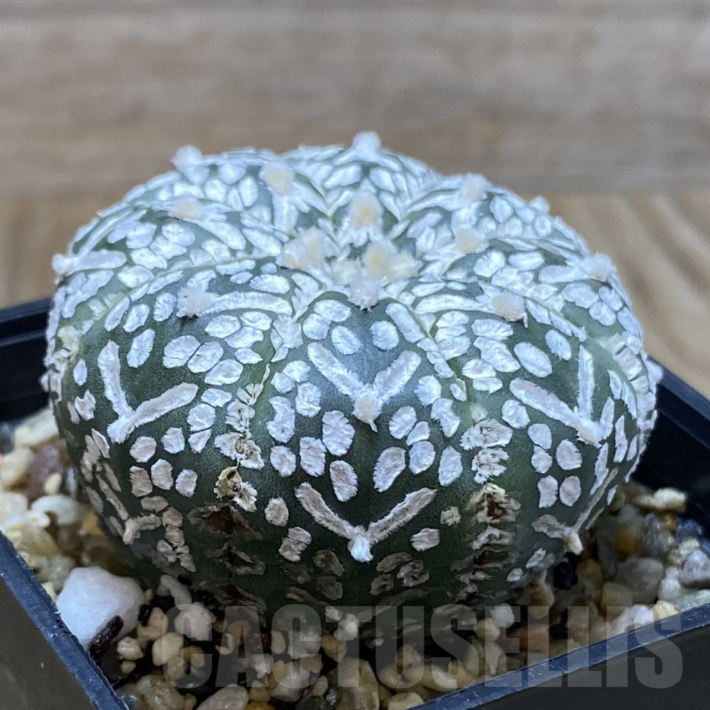 SH5207 Astrophytum asterias ‘Super Kabuto’ V-type - Imagen 2