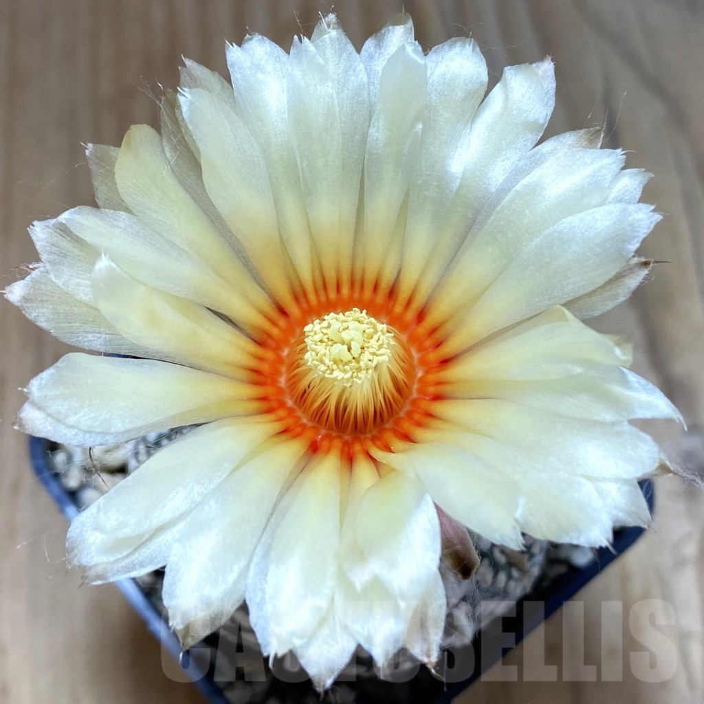 SH5493 Astrophytum asterias ‘Super Kabuto’ V-type