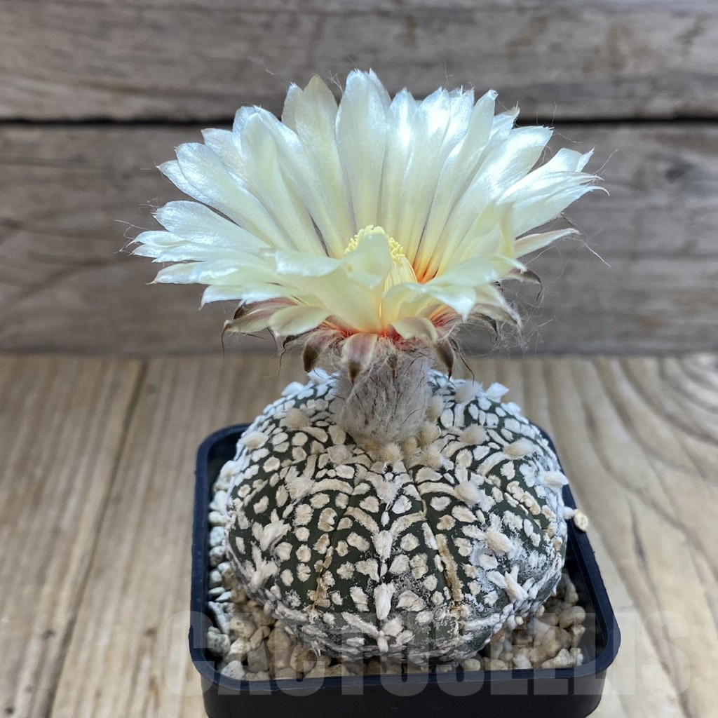 SH5493 Astrophytum asterias ‘Super Kabuto’ V-type - Image 2