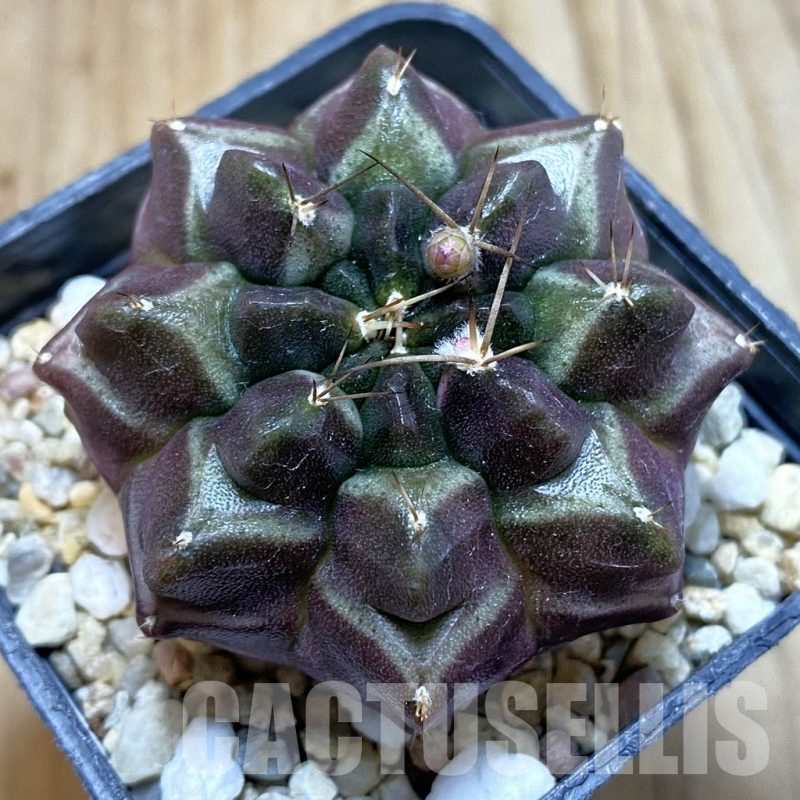 SH5615 Gymnocalycium mihanovichii 'Day Dream', seedling