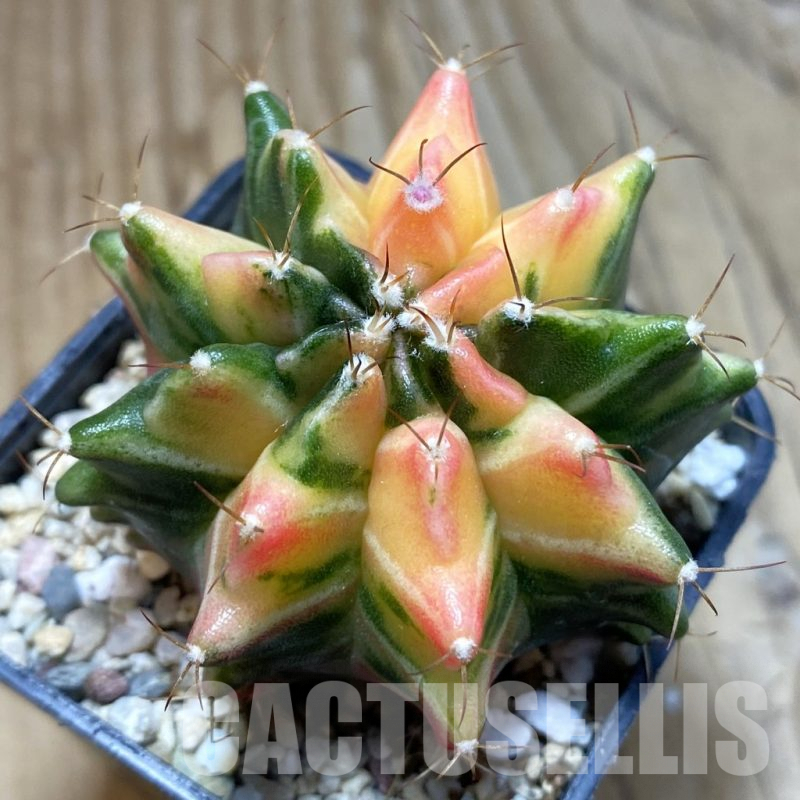 SH5617 Gymnocalycium mihanovichii f. variegata, seedling