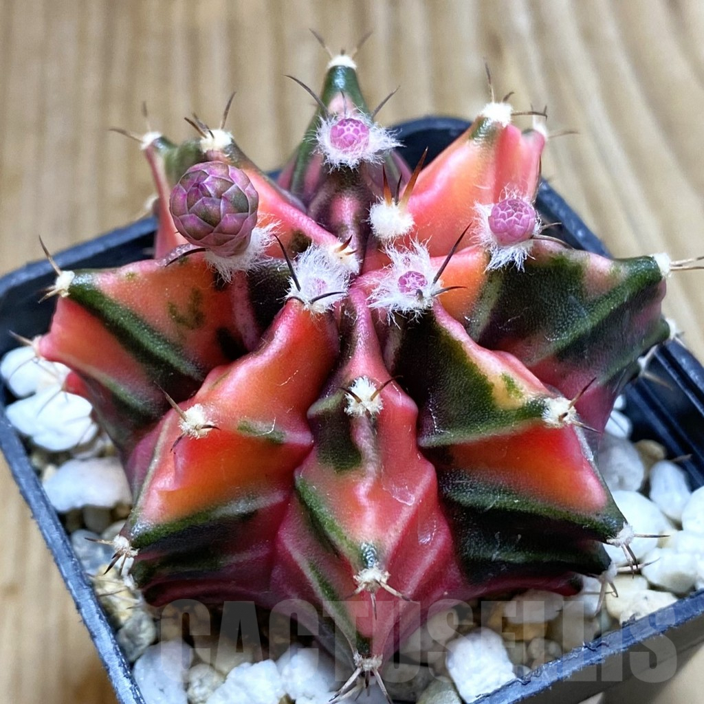 SH5708 Gymnocalycium mihanovichii f. variegata, seedling