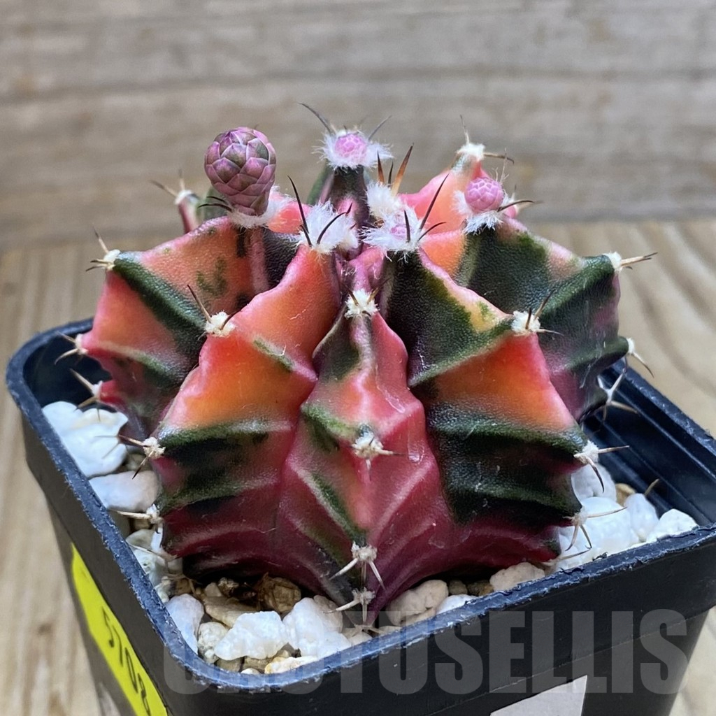 SH5708 Gymnocalycium mihanovichii f. variegata, seedling - Obrázek 2